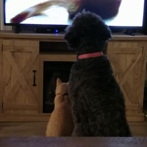 Meet your Posher, Carol